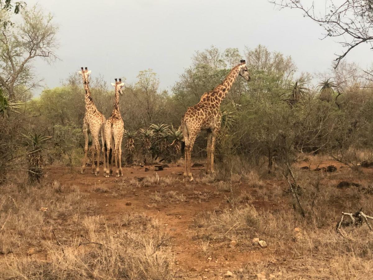 فيلا 3433 On Klipspringer Marloth Park Kruger المظهر الخارجي الصورة